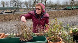 Penstemon/Gaura/Salvia - Do Not Cut Back Too Early