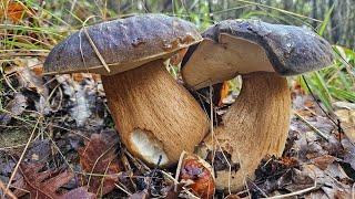 FUNGHI PORCINI - GLI ULTIMI PORCINI DEL 2024! Chiudiamo così la stagione