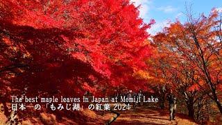 Japan's Best Autumn Colors : A First Walk Around Lake Momiji