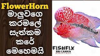 FlowerHorn Fish Gill Curl Surgery HD  FishFix SriLanka