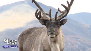 We’re learning all about reindeer and snow! | Nightly News: Kids Edition