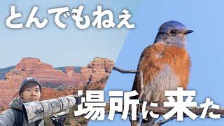 35万かかったけど元取れた《α6700野鳥撮影》Wild bird in Arizona