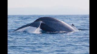 Mirissa Whale Watching