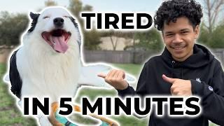 How I Exhaust My Dog Mentally & Physically in 5 Minutes