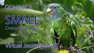 Dominica - SMALL Creatures & Things.  A Virtual Journey in 4K. Part 2.