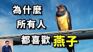 比麻雀更受歡迎的家門鳥，上萬隻燕子聚集，這是要幹嘛？家燕的泥巢竟蘊藏驚人秘密，燕子的瘋狂真相！【老肉雜談】#動物 #鳥類 #燕子 #科普 #冷知識