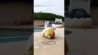 Утка отказалась от яйца   #животные #милыеживотные