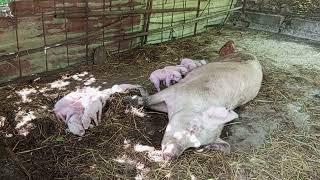 2024 drought management - sows in deep litter