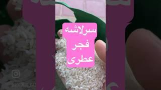 برنج سرلاشه فجر عطری و خوشپخت