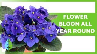 10 PLANTS which BLOOM ALL YEAR ROUND  (Names and Care)