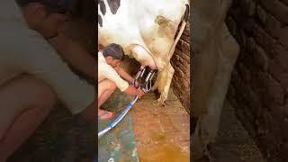 इस गाय के बच्चे के पास दो-दो मां है