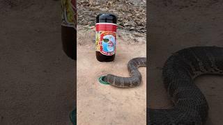 Simple easy DIY Snake Trap using bottle  #creativesnaketrap#buildsnaketrap