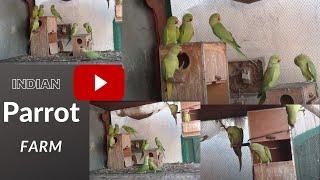 World largest Indian Ringneck Parrots Aviary Farm / The Biggest Ringneck Bird Breeding Farm.