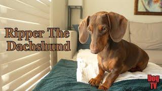 Cute Dachshund Pet-Sitting Moments - November