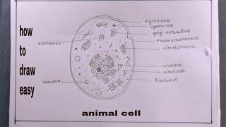 how to draw animal cell easy/diagram of animal cell drawing