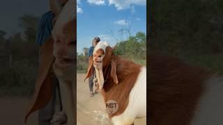 Pathan At Bin Waheed Farm