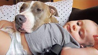 Cute Pitbull Dogs Loving And Playing With Babies Compilation 2016