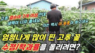 고추 곁순이 7개 이상인데... 좋은 세력에 고추가 엄청 많이 달렸어요.