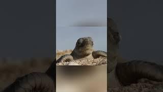 The Toughest Childhood in Nature: Sea Turtles’ Fight for Life
