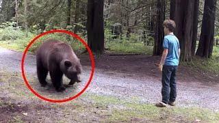 30 Scariest Bear Encounters Ever Caught on Camera