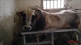 IL TORO DI VIALE LUCIANO DAL NOME FALCONE DI RAZZA PIEMONTESE DA 1100 KG. - LUN. 30 - 9 - 2024.