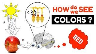 How do we see colors ?