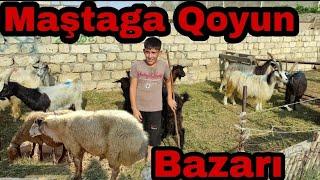 Maştaga Qoyun Bazarı 29.08.2021