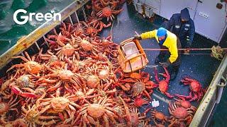 King Crab Fishing - How US Fisherman The Fishing of Tons of King Crab | Agriculture Technology