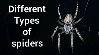 Different  types of  spiders # info awa an informational channel #get knowledge