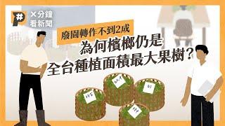 嚼食人口減少、產值下降 為何檳榔仍是全台種植面積最大果樹？｜公視P# 新聞實驗室