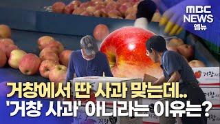 거창에서 딴 사과인데..'거창 사과' 아니라고? (2024.09.11/뉴스데스크/MBC경남)