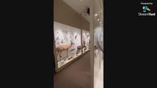 Harvard Museum of Natural History at a Glance