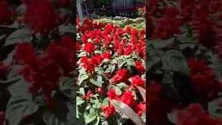 Home Depot Plants May 2025 Garden Center Inventory #gardening #flowers #gardencenter #dreamgarden