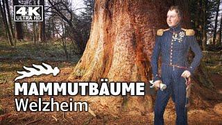 Mammutbäume Welzheim - Baumriesen mit Geschichte | Wellingtonien | 4k