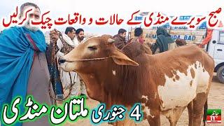 Multan Cow Mandi Fresh Latest Update Video | Cholistani Ablk Nukre Sahiwal Bachre | Cow Mandi 2024