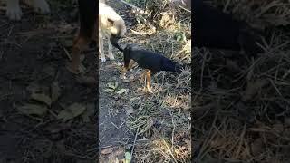 я тоже кошка, а ты - псина сутулая #short #собаки #смешныеживотные