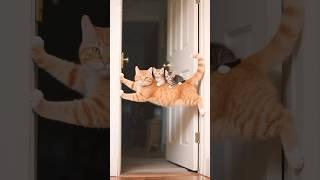Cat Funny Video#catvideos #cat #funny #funnycat #comedy #animals