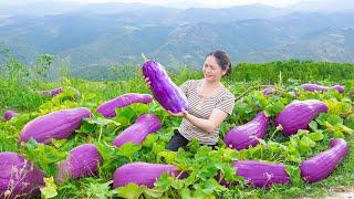 1$ for 1Kg | Harvesting Purple Pumpkin - A type of pumpkin with a unique color offered to the king