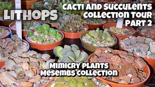 Cactus and Succulent Collection Tour Part 2 | Mesembs | Mimicry Plants| Living Stones | Lithops