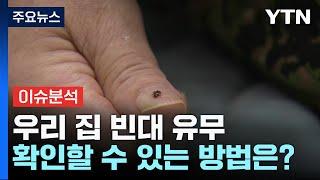 [더뉴스] 우리집에 빈대가?...방역전문가의 '빈대 완전 퇴치법' / YTN