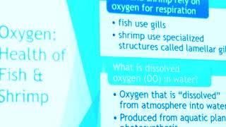 Oxygenation Part 1 (David Kuhn)