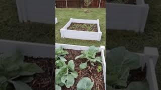 Beginner Suburban Garden