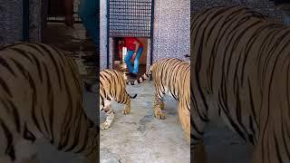 2 tiger and 2 lion in one video (mian saqib)