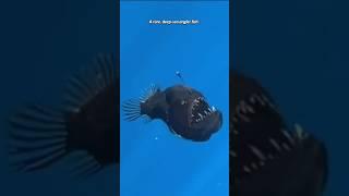 All creatures are created by Allah. #islam #creator #allah #shorts #deepsea