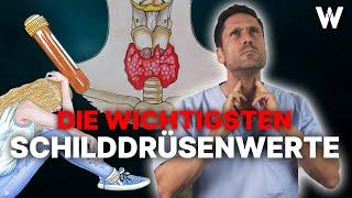 Schilddrüsenwerte verstehen: Wichtige Unterschiede & die Bedeutung der Blutwerte für die Schilddrüse