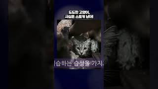 “고양이는 주인을 몰래 훔쳐본다”  #병맛지식 #고양이의습관 #슬쩍관찰자 #Shorts