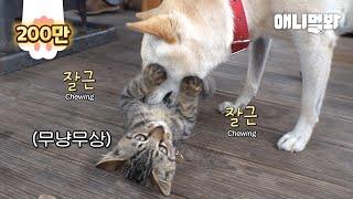 백구가 키워서 그런가 자기가 강아지인 줄 아는 아기 고양이ㅋㅋ ㅣCat Raised By A Dog Has Become A Doggy-Cat?!