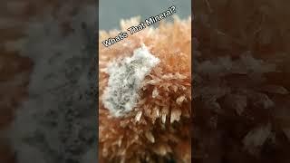 What's That Mineral?! #Nature #Geology #Crystals #Minerals