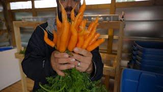 Rainy Harvest Day & First Carrots