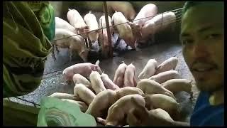 pigery farm cebu, mayeg ageh tv,pag aalaga ng baboy, fattening, LACTATING, gestating